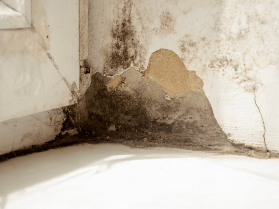 Mold Prevention in Columbia, MO