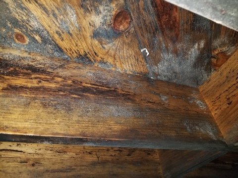 Mold Remediation - Independent Restoration Services of Columbia